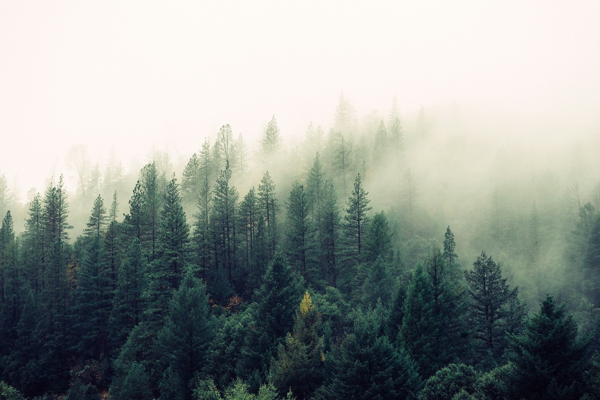Pine forest rising into morning fog